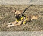Small #4 Black Mouth Cur Mix