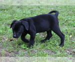 Small #8 Mutt