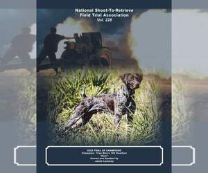Father of the German Shorthaired Pointer puppies born on 02/20/2024