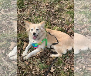 Sadie May 26 - Female Golden Retriever-Unknown Mix Dog for Adoption - Photo #8