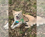 Small #7 Golden Retriever Mix
