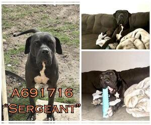 Mutt Dogs for adoption in San Antonio, TX, USA