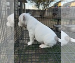 Small #12 American Bully