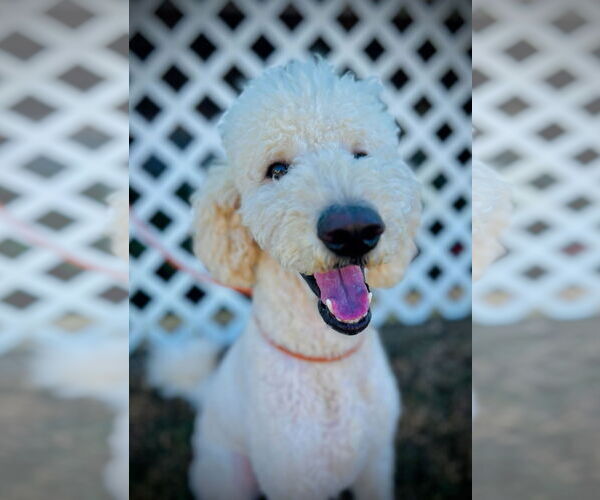 Medium Photo #1 Labradoodle Puppy For Sale in Pacolet, SC, USA