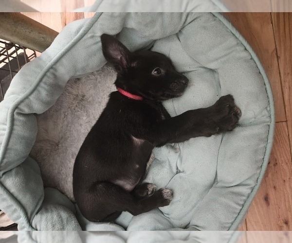 Medium Photo #3 Chihuahua Puppy For Sale in SAINT CHARLES, MO, USA
