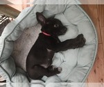 Small #2 Chihuahua