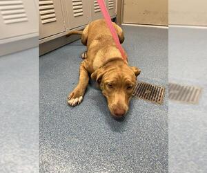 American Pit Bull Terrier-Labrador Retriever Mix Dogs for adoption in Pearland, TX, USA