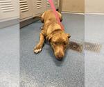 Small American Pit Bull Terrier-Labrador Retriever Mix