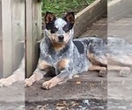 Small Photo #1 Australian Cattle Dog Puppy For Sale in SENECA ROCKS, WV, USA
