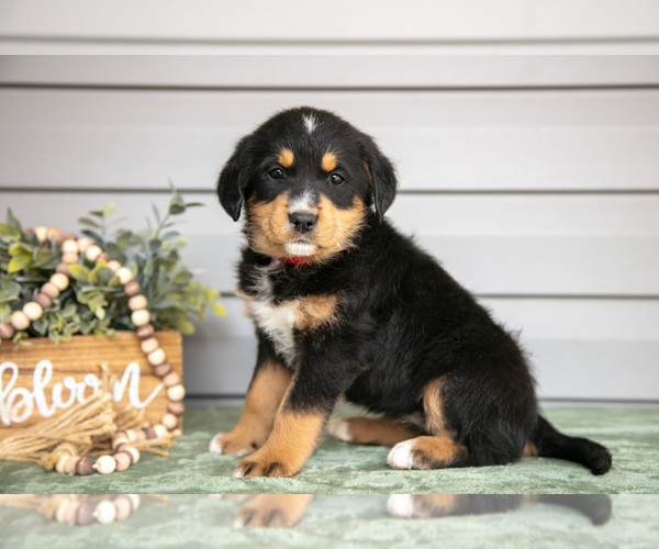 Medium Photo #1 Bernedoodle-Labrador Retriever Mix Puppy For Sale in REED CITY, MI, USA