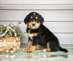 Puppy Keiko Bernedoodle-Labrador Retriever Mix