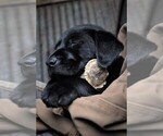 Small Photo #19 Labrador Retriever Puppy For Sale in STROUD, OK, USA