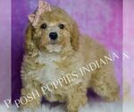 Small #3 Poodle (Miniature)