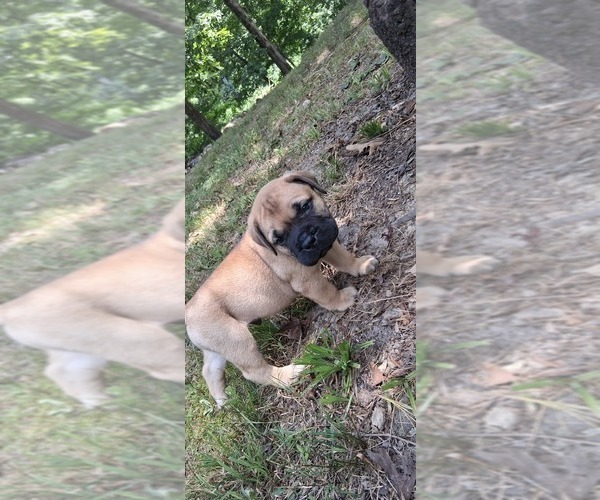 Medium Photo #12 Bullmastiff Puppy For Sale in CAMDEN, TN, USA