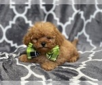 Small Photo #17 Cavapoo Puppy For Sale in LAKELAND, FL, USA