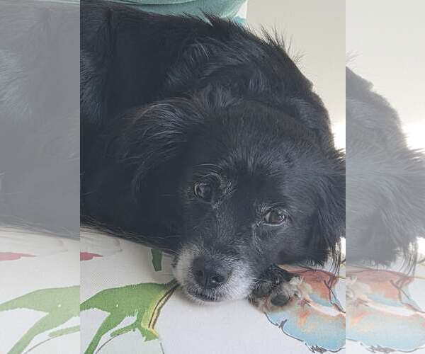 Medium Photo #3 Colonial Cocker Spaniel-Unknown Mix Puppy For Sale in Newfoundland, PA, USA