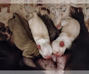 Frenchie Pug Puppy for sale in NEW WAVERLY, TX, USA