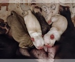Image preview for Ad Listing. Nickname: Litter of 3