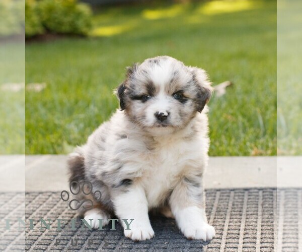 Medium Photo #1 Miniature Australian Shepherd Puppy For Sale in COATESVILLE, PA, USA