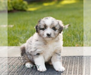 Miniature Australian Shepherd Puppy for sale in COATESVILLE, PA, USA