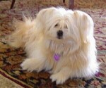 Small Photo #5 Shiranian Puppy For Sale in HAYWARD, CA, USA