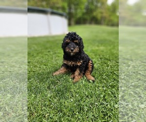 Aussiedoodle Miniature  Puppy for sale in DAYTON, PA, USA