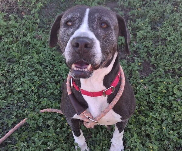 Medium Photo #1 Mutt Puppy For Sale in Ocala, FL, USA