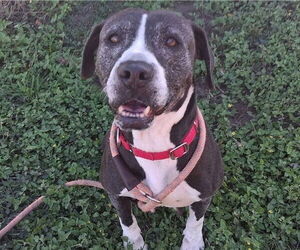 Mutt Dogs for adoption in Ocala, FL, USA