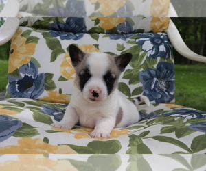 Jug-Norwegian Elkhound Mix Puppy for sale in SHILOH, OH, USA