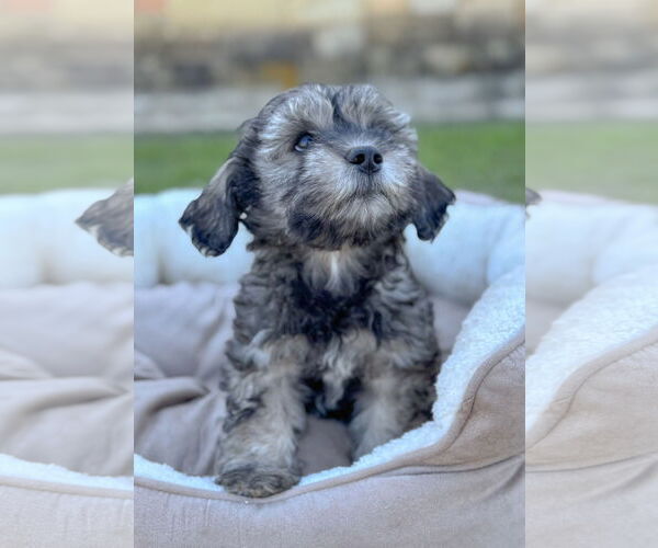 Medium Photo #5 Mutt Puppy For Sale in PIPE CREEK, TX, USA