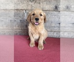 Small #9 Golden Retriever
