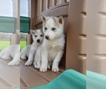 Small Photo #10 Siberian Husky Puppy For Sale in FLORA, IL, USA