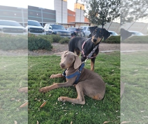 Doberman Pinscher Puppy for sale in HESPERIA, CA, USA