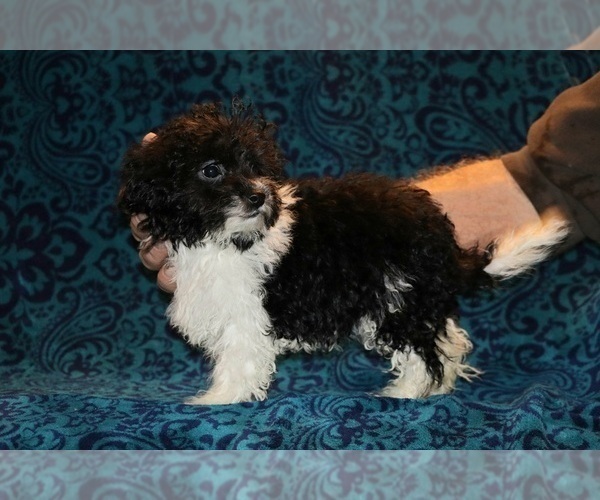 Medium Photo #4 Goldendoodle (Miniature) Puppy For Sale in DYERSBURG, TN, USA