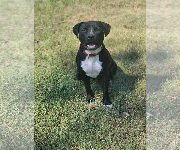 Medium Photo #3 Mutt Puppy For Sale in Shreveport, LA, USA