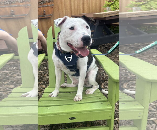Medium Photo #1 American Pit Bull Terrier-Unknown Mix Puppy For Sale in Germantown, OH, USA