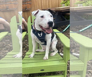American Pit Bull Terrier-Unknown Mix Dogs for adoption in Germantown, OH, USA