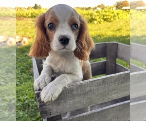 Cavalier King Charles Spaniel Puppy for sale in MIDDLEBURY, IN, USA