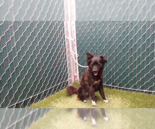 Medium Photo #1 Mutt Puppy For Sale in Downey, CA, USA