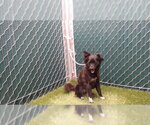 Small Mutt