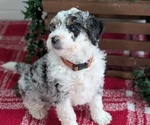 Puppy Angelo Miniature Bernedoodle