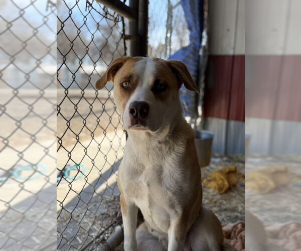 Medium Photo #2 Border Collie-Unknown Mix Puppy For Sale in Monte Vista, CO, USA