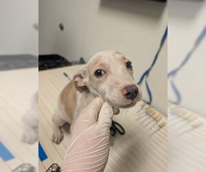 Mutt Dogs for adoption in Bakersfield, CA, USA