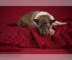 Small Photo #9 Collie Puppy For Sale in PILOT, VA, USA