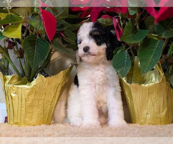 Medium Photo #7 Bernedoodle-Cavapoo (Miniature) Mix Puppy For Sale in SACRAMENTO, CA, USA