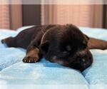 Small Dachshund Mix