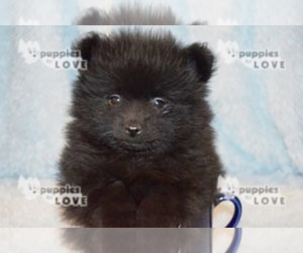 Medium Photo #4 Pomeranian Puppy For Sale in SANGER, TX, USA