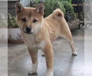 Shiba Inu Puppy for sale in CHARLES CITY, IA, USA