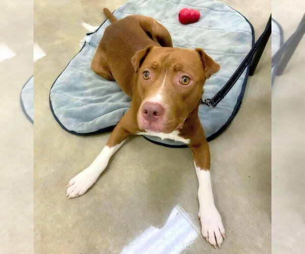 Medium Photo #4 Labrador Retriever-Unknown Mix Puppy For Sale in Alexander, AR, USA