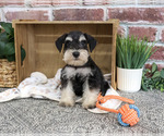 Small #5 Schnauzer (Miniature)
